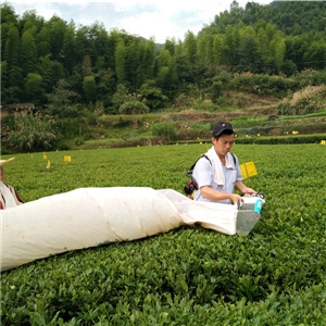 恨水茶業公司有機茶苗基地